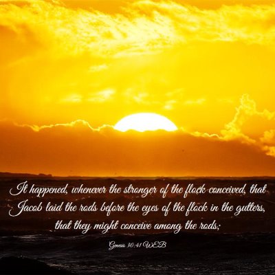 Picture 03 - Genesis 30:41 WEB - It happened, whenever the stronger of the flock - Bible Verse Picture