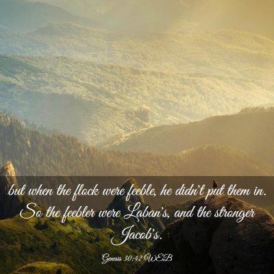 Picture 03 - Genesis 30:42 WEB - but when the flock were feeble, he didn't put - Bible Verse Picture
