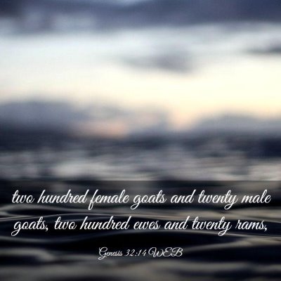 Picture 03 - Genesis 32:14 WEB - two hundred female goats and twenty male goats, - Bible Verse Picture
