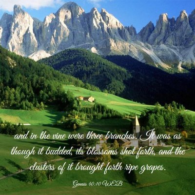 Picture 03 - Genesis 40:10 WEB - and in the vine were three branches. It was as - Bible Verse Picture