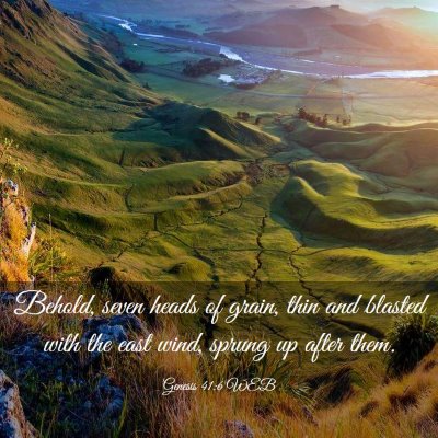 Picture 03 - Genesis 41:6 WEB - Behold, seven heads of grain, thin and blasted - Bible Verse Picture