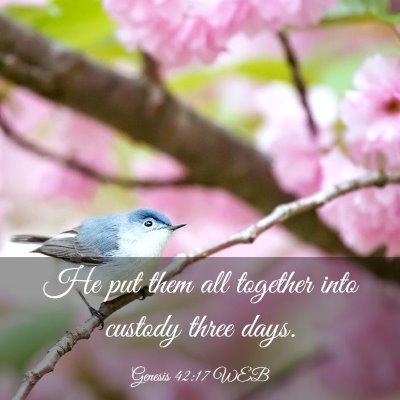 Picture 03 - Genesis 42:17 WEB - He put them all together into custody three - Bible Verse Picture