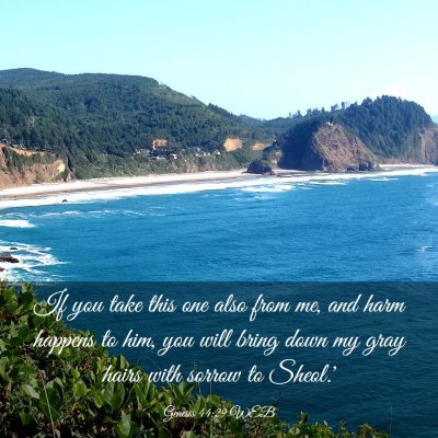 Picture 03 - Genesis 44:29 WEB - If you take this one also from me, and harm - Bible Verse Picture