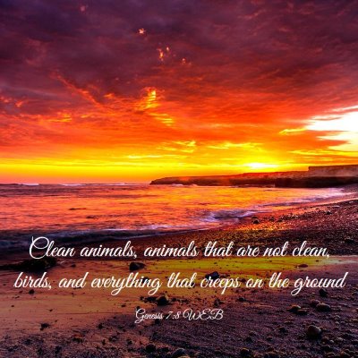 Picture 03 - Genesis 7:8 WEB - Clean animals, animals that are not clean, birds, - Bible Verse Picture