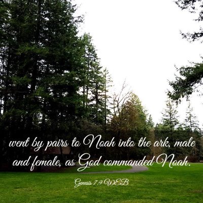 Picture 03 - Genesis 7:9 WEB - went by pairs to Noah into the ark, male and - Bible Verse Picture