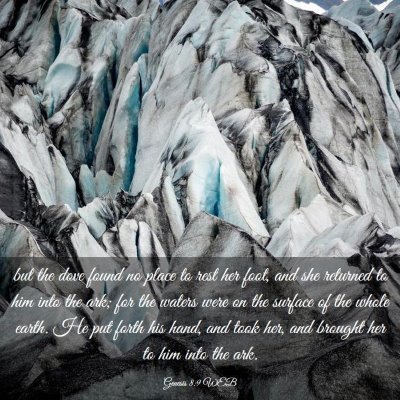Picture 03 - Genesis 8:9 WEB - but the dove found no place to rest her foot, and - Bible Verse Picture