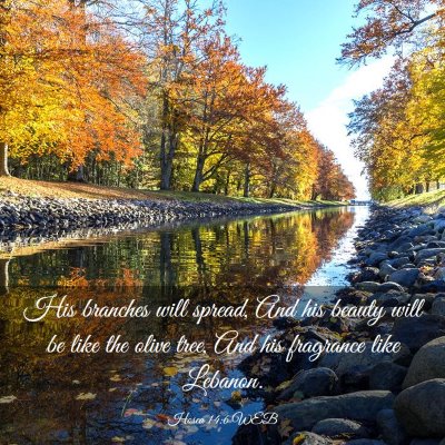 Picture 03 - Hosea 14:6 WEB - His branches will spread, And his beauty will be - Bible Verse Picture