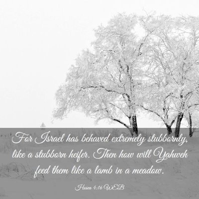 Picture 03 - Hosea 4:16 WEB - For Israel has behaved extremely stubbornly, like - Bible Verse Picture