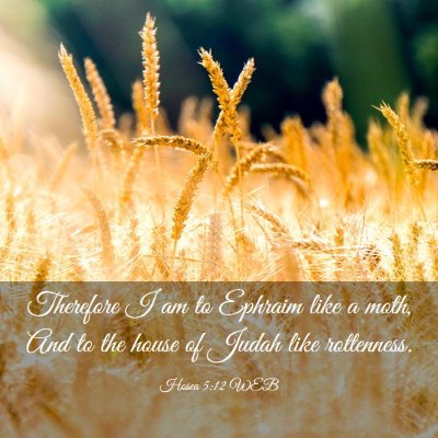 Picture 03 - Hosea 5:12 WEB - Therefore I am to Ephraim like a moth, And to the - Bible Verse Picture