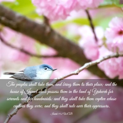 Picture 03 - Isaiah 14:2 WEB - The peoples shall take them, and bring them to - Bible Verse Picture