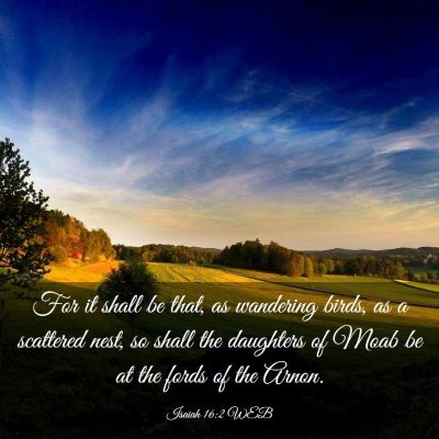 Picture 03 - Isaiah 16:2 WEB - For it shall be that, as wandering birds, as a - Bible Verse Picture