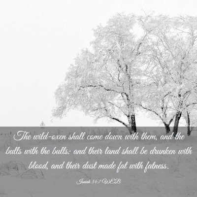 Picture 03 - Isaiah 34:7 WEB - The wild-oxen shall come down with them, and the - Bible Verse Picture
