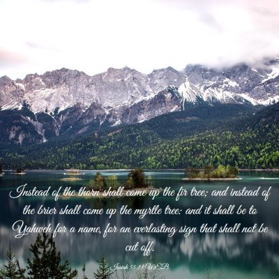 Picture 03 - Isaiah 55:13 WEB - Instead of the thorn shall come up the fir tree; - Bible Verse Picture