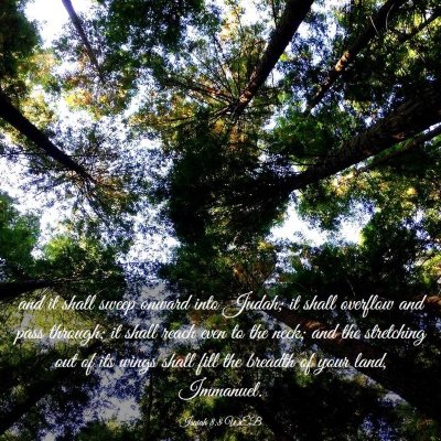 Picture 03 - Isaiah 8:8 WEB - and it shall sweep onward into Judah; it shall - Bible Verse Picture