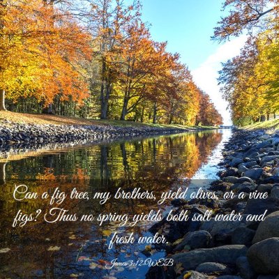 Picture 03 - James 3:12 WEB - Can a fig tree, my brothers, yield olives, or a - Bible Verse Picture