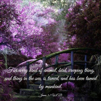 Picture 03 - James 3:7 WEB - For every kind of animal, bird, creeping thing, - Bible Verse Picture