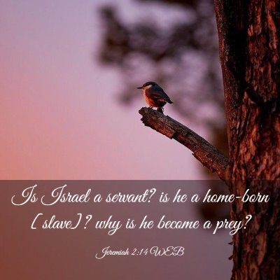 Picture 03 - Jeremiah 2:14 WEB - Is Israel a servant? is he a home-born [slave]? - Bible Verse Picture