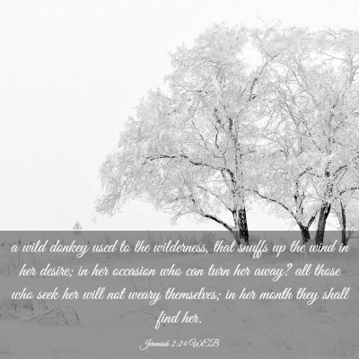 Picture 03 - Jeremiah 2:24 WEB - a wild donkey used to the wilderness, that snuffs - Bible Verse Picture