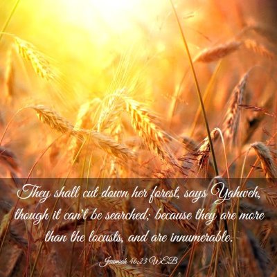 Picture 03 - Jeremiah 46:23 WEB - They shall cut down her forest, says Yahweh, - Bible Verse Picture