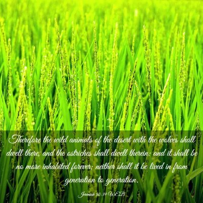 Picture 03 - Jeremiah 50:39 WEB - Therefore the wild animals of the desert with the - Bible Verse Picture