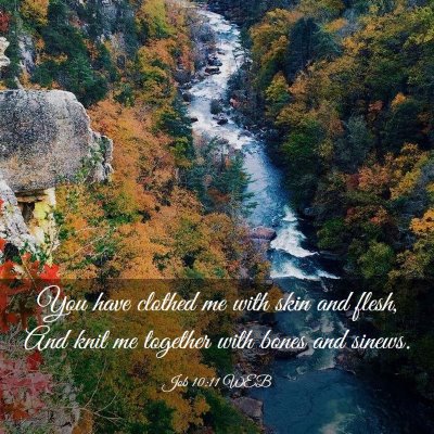 Picture 03 - Job 10:11 WEB - You have clothed me with skin and flesh, And knit - Bible Verse Picture
