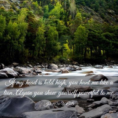 Picture 03 - Job 10:16 WEB - If my head is held high, you hunt me like a lion. - Bible Verse Picture
