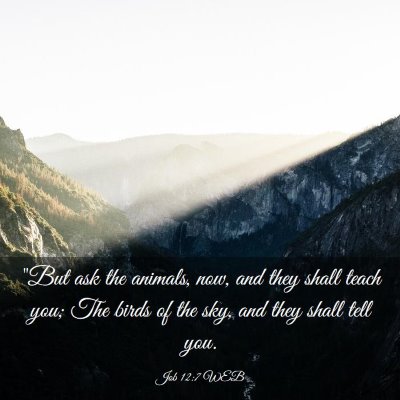 Picture 03 - Job 12:7 WEB - 