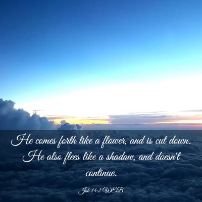 Picture 03 - Job 14:2 WEB - He comes forth like a flower, and is cut down. He - Bible Verse Picture