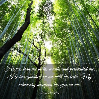 Picture 03 - Job 16:9 WEB - He has torn me in his wrath, and persecuted me; - Bible Verse Picture