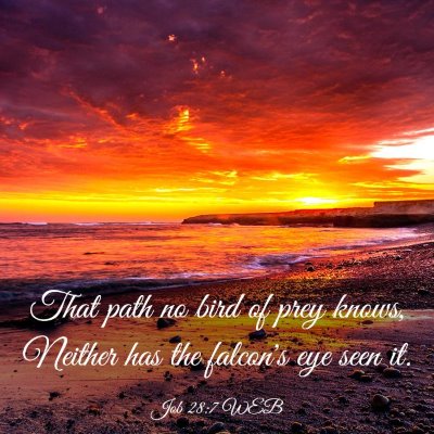 Picture 03 - Job 28:7 WEB - That path no bird of prey knows, Neither has the - Bible Verse Picture