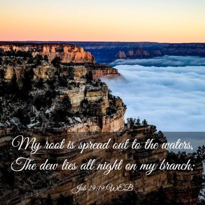 Picture 03 - Job 29:19 WEB - My root is spread out to the waters, The dew lies - Bible Verse Picture