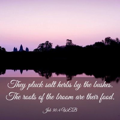 Picture 03 - Job 30:4 WEB - They pluck salt herbs by the bushes. The roots of - Bible Verse Picture