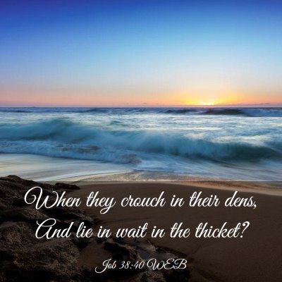 Picture 03 - Job 38:40 WEB - When they crouch in their dens, And lie in wait - Bible Verse Picture