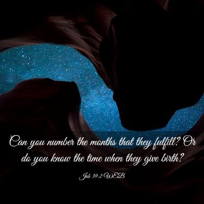 Picture 03 - Job 39:2 WEB - Can you number the months that they fulfill? Or - Bible Verse Picture