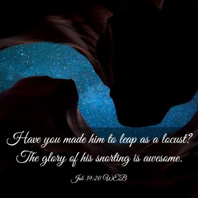 Picture 03 - Job 39:20 WEB - Have you made him to leap as a locust? The glory - Bible Verse Picture