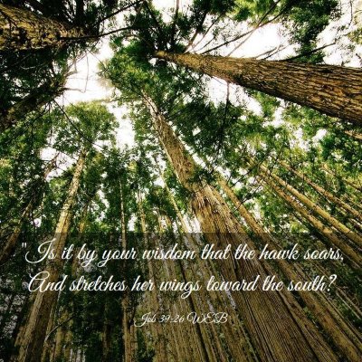 Picture 03 - Job 39:26 WEB - 