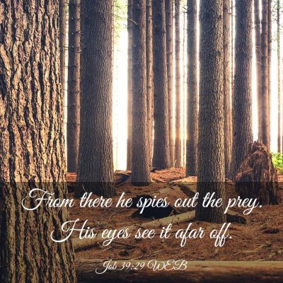 Picture 03 - Job 39:29 WEB - From there he spies out the prey. His eyes see it - Bible Verse Picture