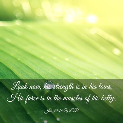 Picture 03 - Job 40:16 WEB - Look now, his strength is in his loins, His force - Bible Verse Picture