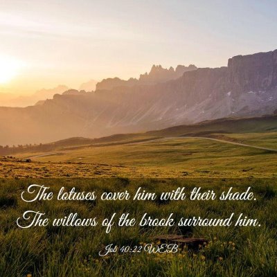 Picture 03 - Job 40:22 WEB - The lotuses cover him with their shade. The - Bible Verse Picture