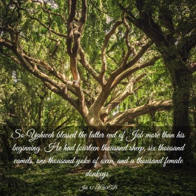 Picture 03 - Job 42:12 WEB - So Yahweh blessed the latter end of Job more than - Bible Verse Picture