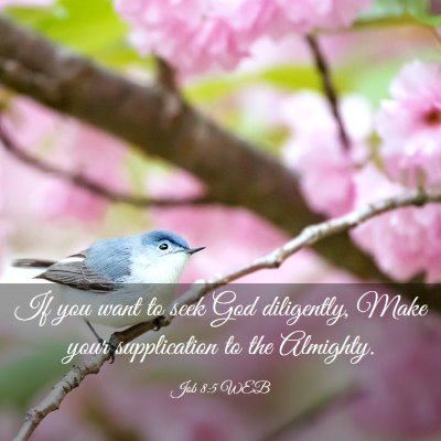 Picture 03 - Job 8:5 WEB - If you want to seek God diligently, Make your - Bible Verse Picture