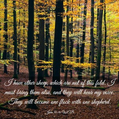 Picture 03 - John 10:16 WEB - I have other sheep, which are not of this fold. I - Bible Verse Picture