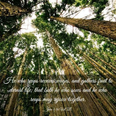 Picture 03 - John 4:36 WEB - He who reaps receives wages, and gathers fruit to - Bible Verse Picture