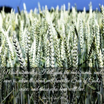 Picture 03 - John 5:25 WEB - Most assuredly, I tell you, the hour comes, and - Bible Verse Picture