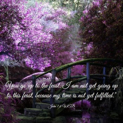 Picture 03 - John 7:8 WEB - You go up to the feast. I am not yet going up to - Bible Verse Picture