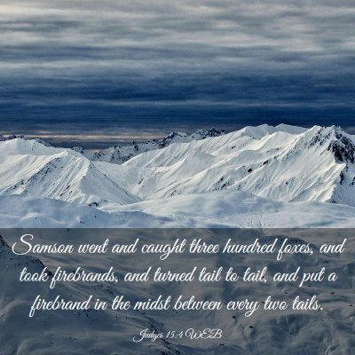 Picture 03 - Judges 15:4 WEB - Samson went and caught three hundred foxes, and - Bible Verse Picture