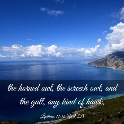 Picture 03 - Leviticus 11:16 WEB - the horned owl, the screech owl, and the gull, - Bible Verse Picture