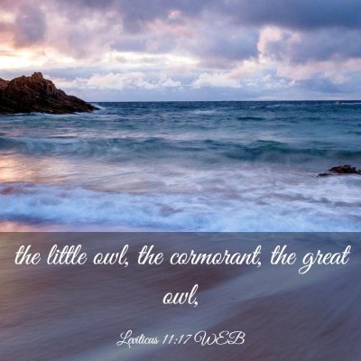 Picture 03 - Leviticus 11:17 WEB - the little owl, the cormorant, the great - Bible Verse Picture
