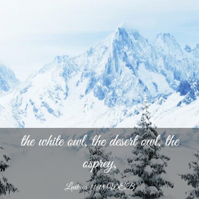 Picture 03 - Leviticus 11:18 WEB - the white owl, the desert owl, the - Bible Verse Picture