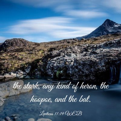 Picture 03 - Leviticus 11:19 WEB - the stork, any kind of heron, the hoopoe, and the - Bible Verse Picture